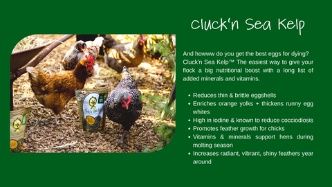 Square vibrant green banner showing text about Treats For Chickens Cluck'n Sea Kelp meal supplement. On the left, shows a variety of chicken breeds hovering about the fall leaves landscape and Cluck'n Sea Kelp meal supplement package. Chicken Breed Top 5 Best Brown Egg Laying Chicken Breeds Brown Eggs Chocolate Eggs