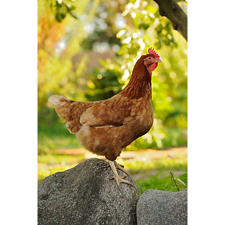 Golden Comet Chicken Breed standing on a rock Nationwide egg shortage egg laying hens laying egg prices surged price of eggs skyrocketed