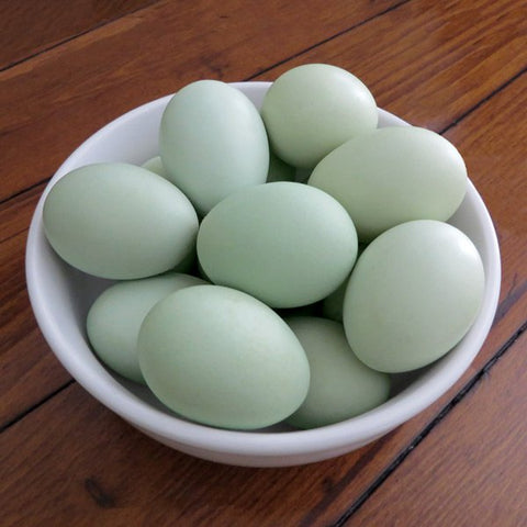 Favaucana Eggs