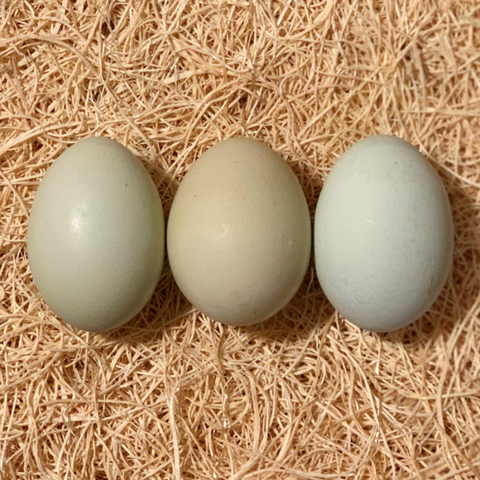 Straw background lays three colorful olive blue green eggs Easter Egger Chicken HenTop 5 Best Colorful Egg Laying Chicken Breeds Colored Eggs 