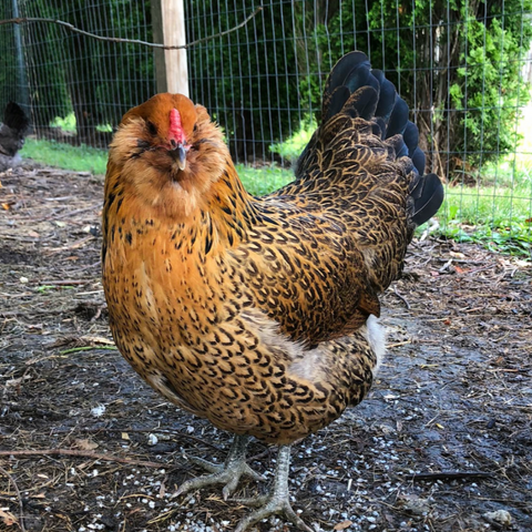 Easter Eggers Chicken Hen staring at us while standing in the muddy backyard. Chicken.Top 5 Best Colorful Egg Laying Chicken Breeds Colored Eggs 