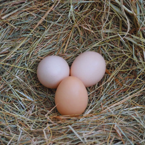 Straw background lays three colorful peach pinky-cream from Light Sussex Chickens Top 5 Best Colorful Egg Laying Chicken Breeds Colored Eggs 