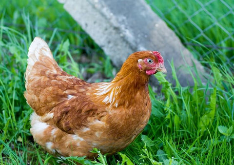 Backyard Chicken with green grass backyard Golden Comet Chicken Breed staring Top 5 Best Brown Egg Laying Chicken Breeds Brown Eggs Chocolate Eggs