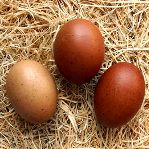 Straw background lays three colorful brown eggs Marans Chickens Top 5 Best Colorful Egg Laying Chicken Breeds Colored Eggs 