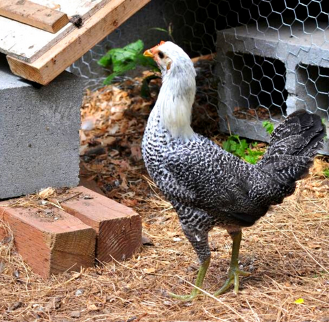 Backyard chicken area with coop ramp and straw. Greyish Egyptian Fayoumi Chicken Breed pullet standing and staring Top 5 Best White Egg Laying Chicken Breeds White Eggs