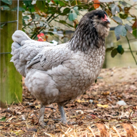 Favaucana Chicken Top 5 Best Colorful Egg Laying Chicken Breeds Colored Eggs 