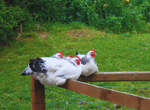Backyard Chickens with green grass backyard sitting on a fence Sussex Chicken Breed staring Top 5 Best Brown Egg Laying Chicken Breeds Brown Eggs Chocolate Eggs