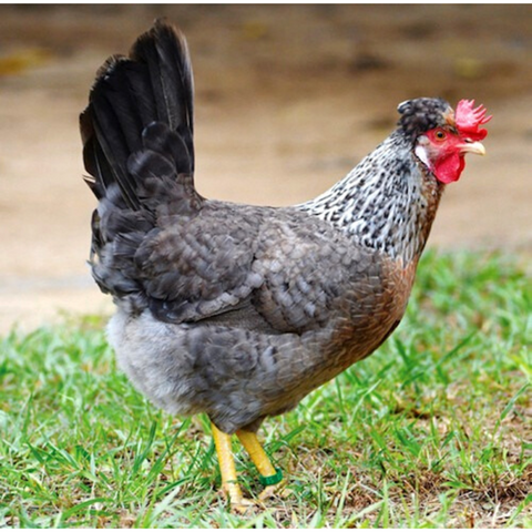 Backyard background In the front is Cream Legbar Chicken Eggs Colors Hen Top 5 Best Colorful Egg Laying Chicken Breeds 