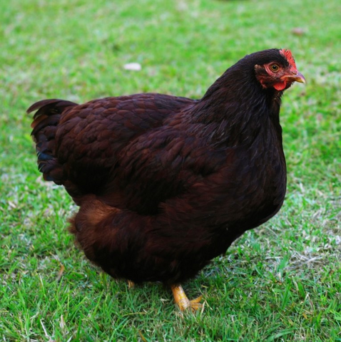 German Hen Lays Near Record Sized Egg