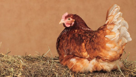 Lohmann brown chicken breed Nationwide egg shortage egg laying hens laying egg prices surged price of eggs skyrocketed