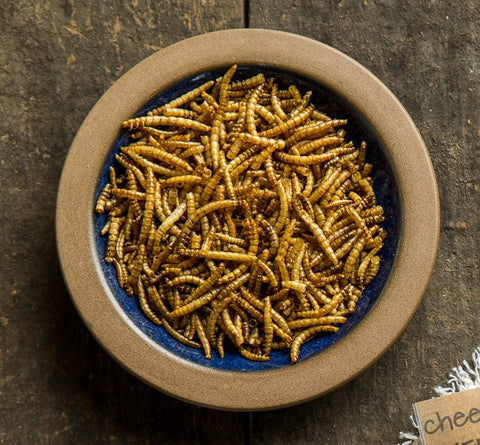 Mealworms For Chickens