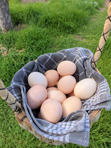 treats for chickens naturally dyed eggs brown eggs