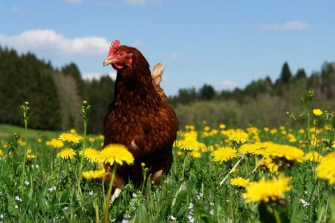 Rhode Island Red Nationwide egg shortage egg laying hens laying egg prices surged price of eggs skyrocketed