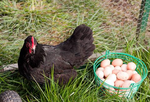 Treats for Chickens Australorp Chicken Breed Eggs