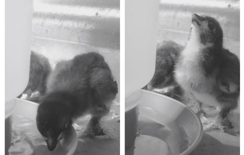 baby chick drinking water brooder