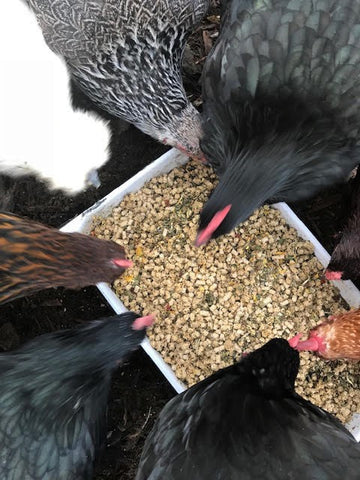 treats for chickens layer feed eating together