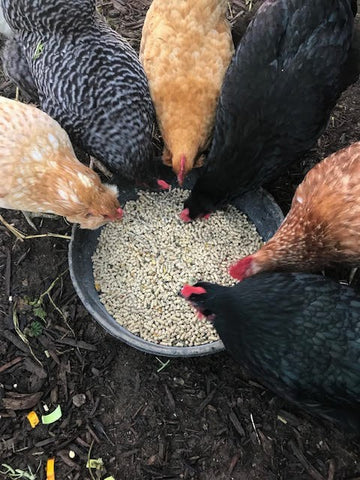 treats for chickens eating pellets and sea kelp meal