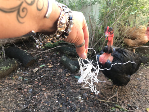 feed bag string chicken food chicken run safety naked neck