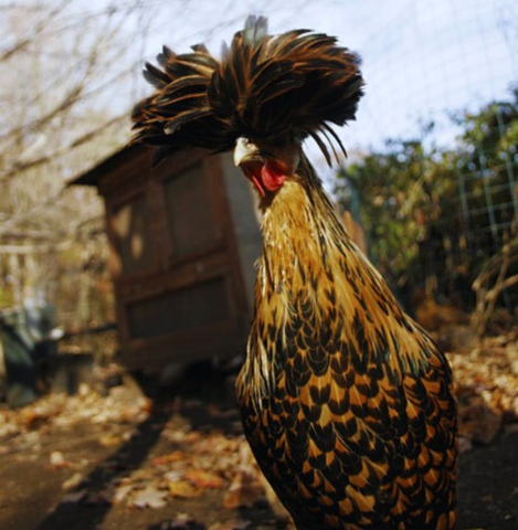 Backyard chicken area with coop and cloudy sky. Brown and copper orange Chicken Polish Chicken Breed standing and staring Afro feathers covering Polish Chickens eyes. Top 5 Best White Egg Laying Chicken Breeds White Eggs