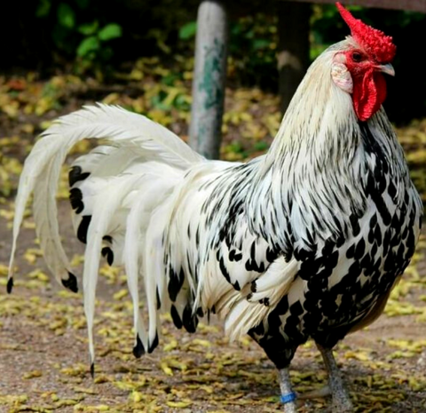 Backyard chicken area with straw. Black White Silver Silver Hamburg Chicken Breed rooster standing and staring Top 5 Best White Egg Laying Chicken Breeds White Eggs