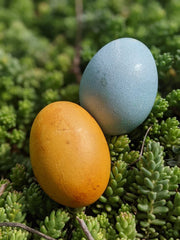 treats for chickens dyed eggs colorful eggs colored eggs