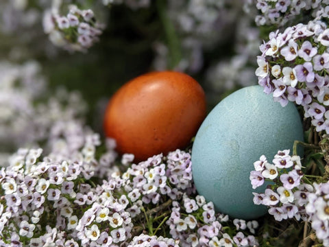 colorful Easter eggs and white flowers