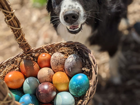 treats for chickens naturally dyed eggs colorful eggs colored eggs dogs with eggs