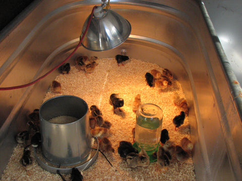 baby chicks in warm brooder