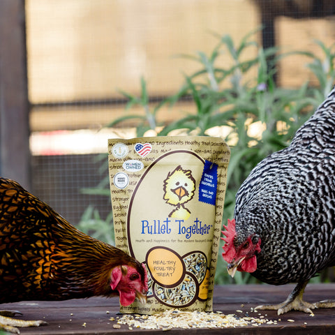 non gmo treat pullet together treats for chickens