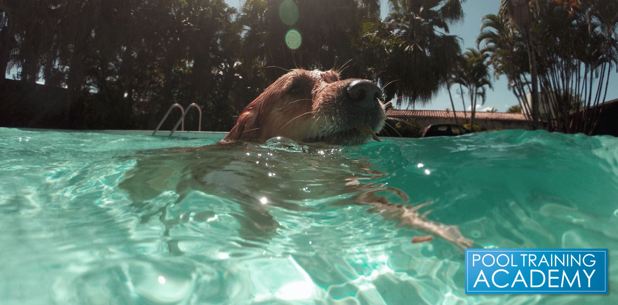 is it ok for my dog to swim in the pool