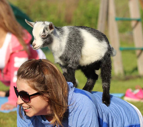 goat yoga at Calhoun Farm located at Falls Creek PA. Goat yoga classes held seasonally.