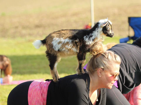 Goat yoga classes held in Dubois Pennsylvania. 
