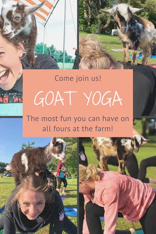 Goat yoga classes at Calhoun Farm Falls Creek PA