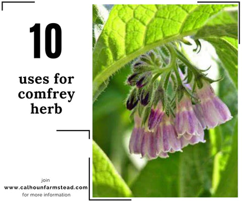 Comfrey herb uses. Comfrey healing salves.