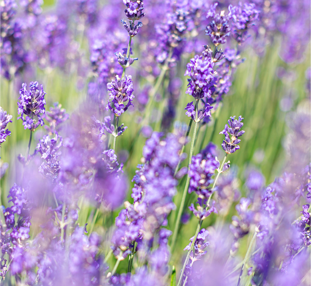 Lavender