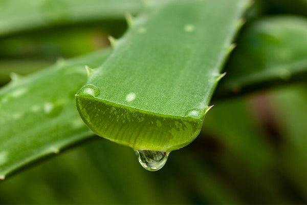 Aloe Vera