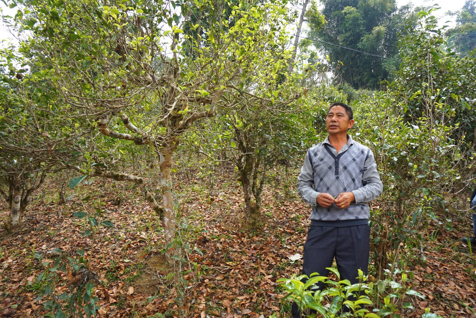 The Ancient Tea Trees of Yunnan - Stories About Tea