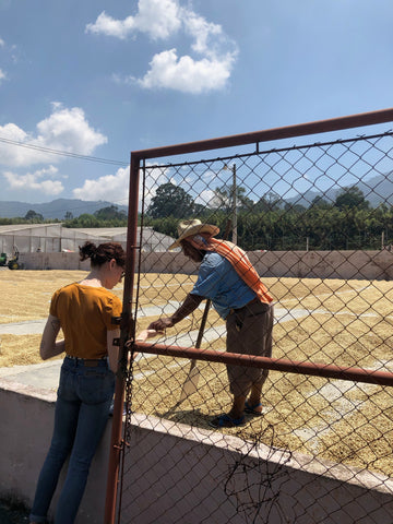 Back of woman looking at coffee being shown to her by a gentleman raking and drying green coffee beans in Guatemala