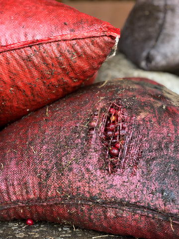 Tear in red bag of fresh coffee cherries arrived at Bella Vista mill to be washed and dried