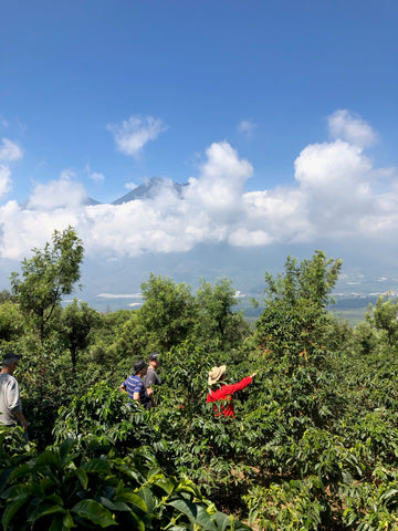 Coffee plants on Hunapu Microlot farm in Antigua, Guatemala