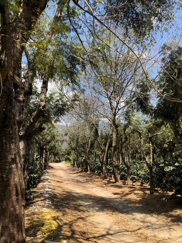 Dirt road with trees and coffee shrubs on either side, the entrance to La Folie Coffee Farm in Antigua, Guatemala