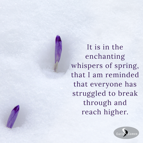 Purple crocus poking through snow.