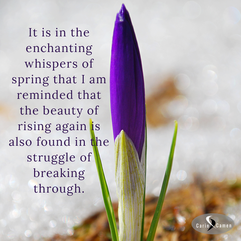 Purple crocus pushing through bark surrounded by snow crystals.