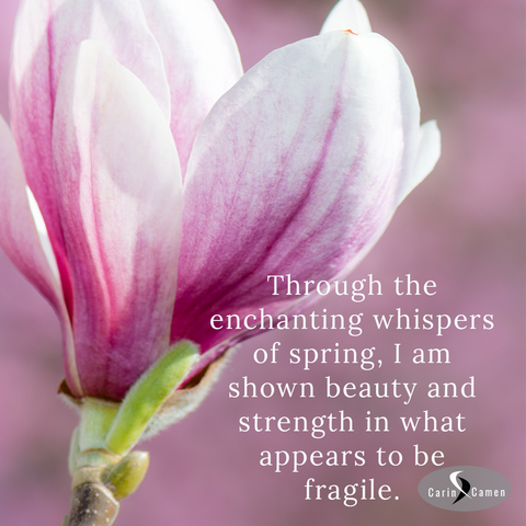 White flower with streaks of dark pink.
