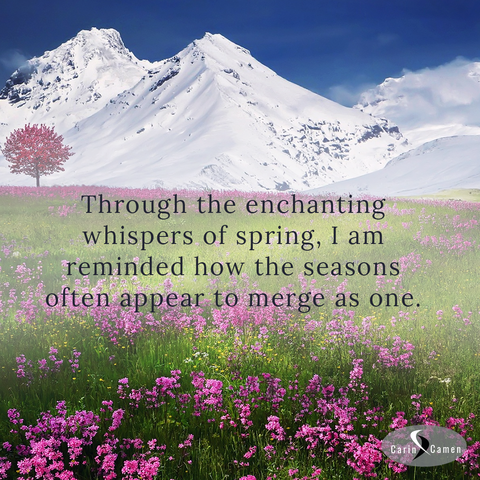 Valley with spring flowers with a background of mountains covered in snow.