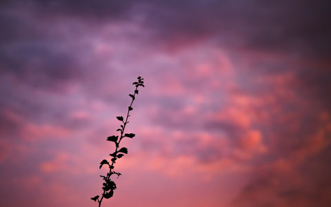 Night sky in purple and pink with silhouette of leaf stem.