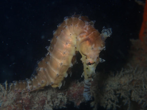 Seahorse at Rockingham Wreck Trail by Phil