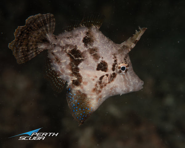 Ammunition Jetty night dive by Joey Pool