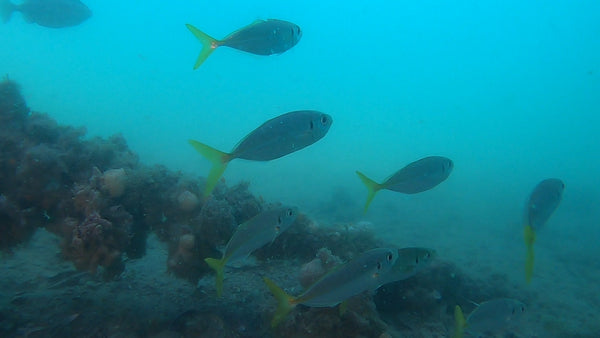 Bulk Jetty scuba diving 