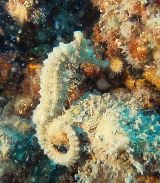 seahorse at Bulk Jetty, Perth